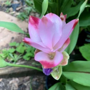 Curcuma Siam Solar Live Plant - Ornamental Ginger, Bright Blooms, Tropical, 4