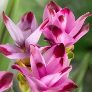 Curcuma Siam Splash Live Plant – Tropical Flowering Ginger – 3-6 Inch Starter - Image 2