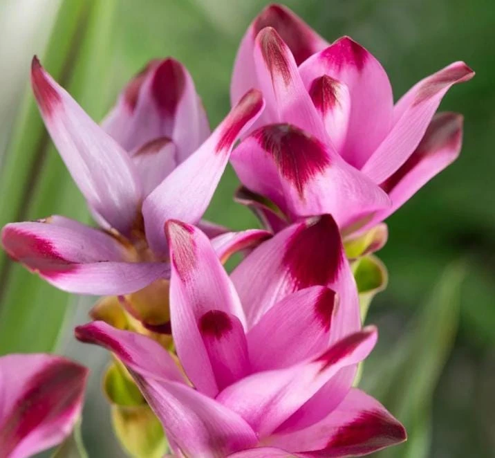 Curcuma Siam Splash Live Plant – Tropical Flowering Ginger – 3-6 Inch Starter - Image 2