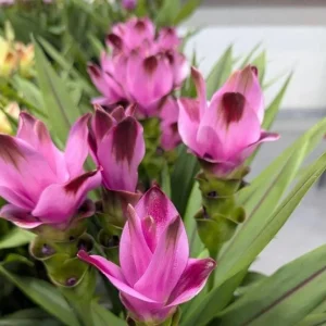 Curcuma Siam Splash Live Plant – Tropical Flowering Ginger – 3-6 Inch Starter - Image 3