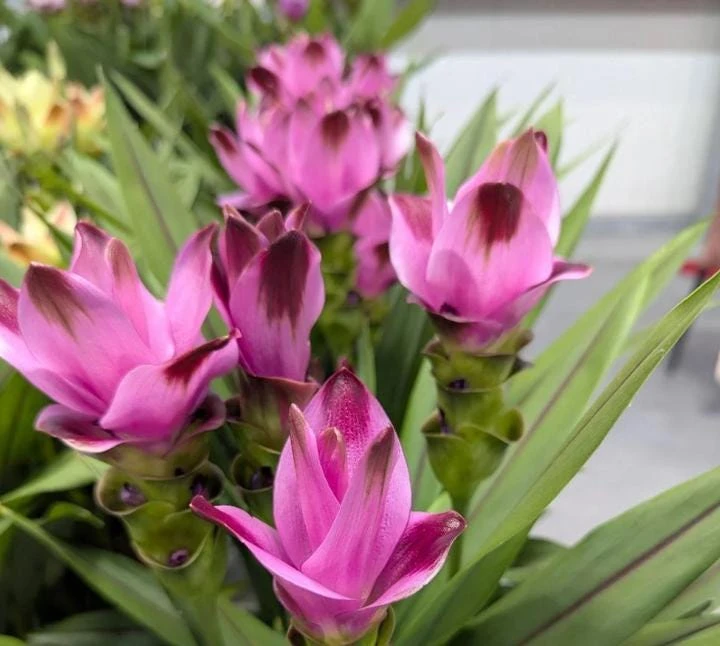 Curcuma Siam Splash Live Plant – Tropical Flowering Ginger – 3-6 Inch Starter - Image 3