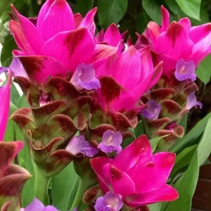 Curcuma Siam Splash Live Plant – Tropical Flowering Ginger – 3-6 Inch Starter - Image 4