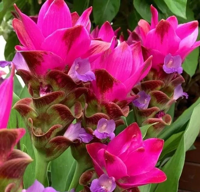 Curcuma Siam Splash Live Plant – Tropical Flowering Ginger – 3-6 Inch Starter - Image 4