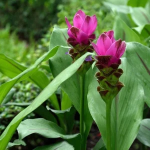 Curcuma Siam Splash Live Plant – Tropical Flowering Ginger – 3-6 Inch Starter - Image 5