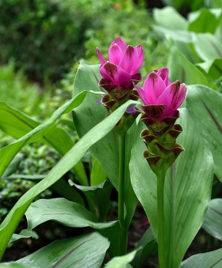 Curcuma Siam Splash Live Plant – Tropical Flowering Ginger – 3-6 Inch Starter - Image 5