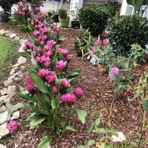 Curcuma Siam Splash Live Plant – Tropical Flowering Ginger – 3-6 Inch Starter - Image 6