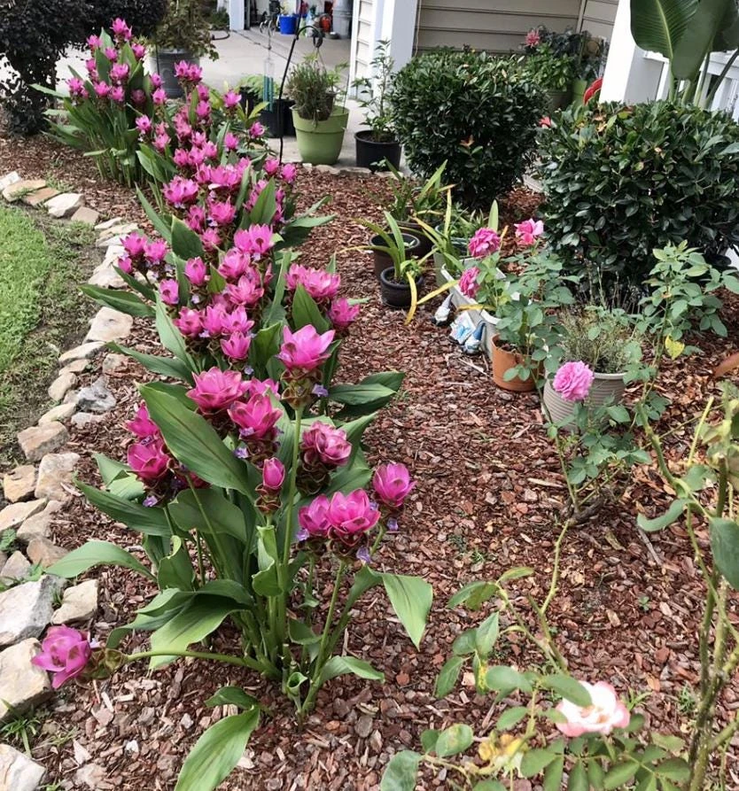 Curcuma Siam Splash Live Plant – Tropical Flowering Ginger – 3-6 Inch Starter - Image 6