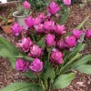 Curcuma Siam Splash Live Plant – Tropical Flowering Ginger – 3-6 Inch Starter - Image 1