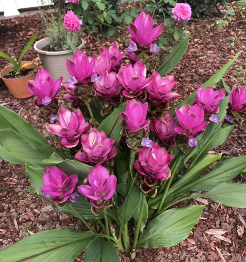 Curcuma Siam Splash Live Plant – Tropical Flowering Ginger – 3-6 Inch Starter - Image 1