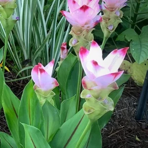 Curcuma Siam Swing Live Plant - Ornamental Ginger Bloom - 3-6 Inch Starter - Image 2