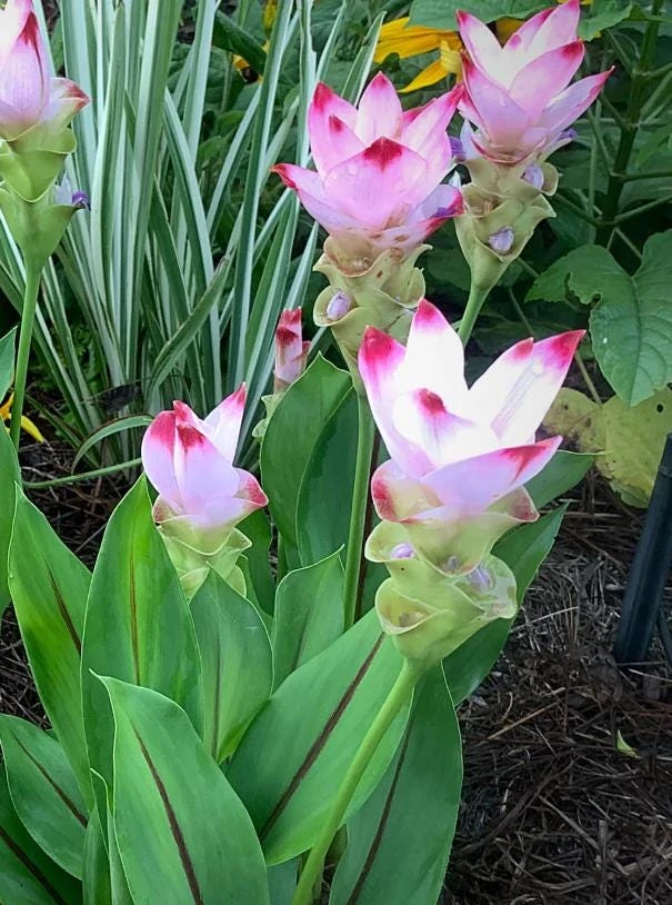 Curcuma Siam Swing Live Plant - Ornamental Ginger Bloom - 3-6 Inch Starter - Image 2