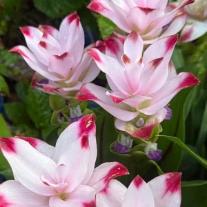 Curcuma Siam Swing Live Plant - Ornamental Ginger Bloom - 3-6 Inch Starter - Image 3