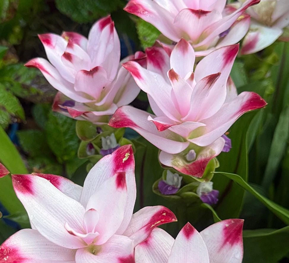 Curcuma Siam Swing Live Plant - Ornamental Ginger Bloom - 3-6 Inch Starter - Image 3