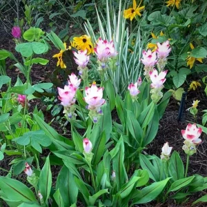 Curcuma Siam Swing Live Plant - Ornamental Ginger Bloom - 3-6 Inch Starter - Image 4