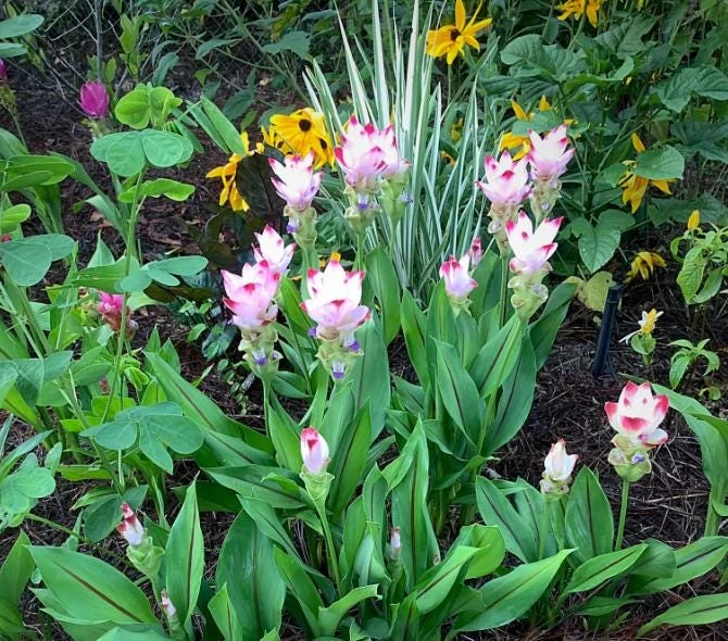 Curcuma Siam Swing Live Plant - Ornamental Ginger Bloom - 3-6 Inch Starter - Image 4
