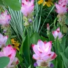 Curcuma Siam Swing Live Plant - Ornamental Ginger Bloom - 3-6 Inch Starter - Image 1