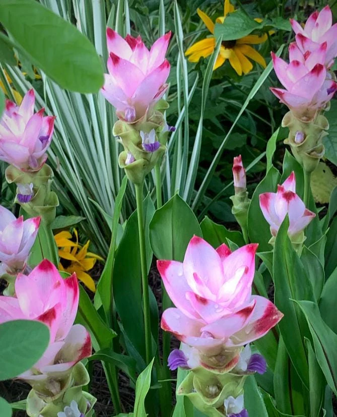 Curcuma Siam Swing Live Plant - Ornamental Ginger Bloom - 3-6 Inch Starter - Image 1