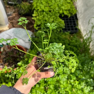 Curly Parsley Live Plant – 2.5 inch Pot – Fresh Culinary Herb for Garden & Kitchen - Image 2