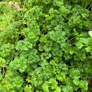 Curly Parsley Live Plant – 2.5 inch Pot – Fresh Culinary Herb for Garden & Kitchen - Image 3