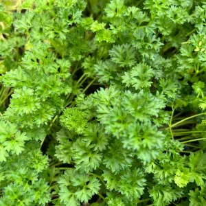 Curly Parsley Live Plant – 2.5 inch Pot – Fresh Culinary Herb for Garden & Kitchen - Image 4