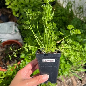 Curly Parsley Live Plant – 2.5 inch Pot – Fresh Culinary Herb for Garden & Kitchen - Image 1