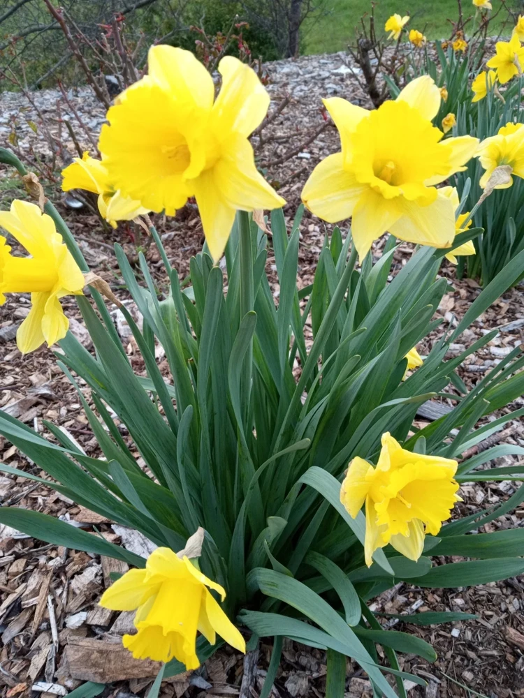 Daffodil Flower Bulbs - 5 Fragrant Perennial Mix for Spring Planting, Outdoor - Image 10