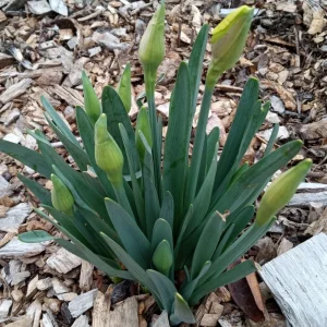 Daffodil Flower Bulbs - 5 Fragrant Perennial Mix for Spring Planting, Outdoor - Image 11