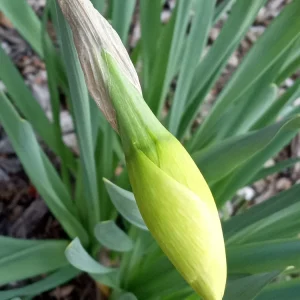Daffodil Flower Bulbs - 5 Fragrant Perennial Mix for Spring Planting, Outdoor - Image 12