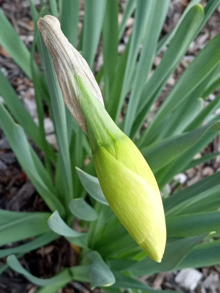 Daffodil Flower Bulbs - 5 Fragrant Perennial Mix for Spring Planting, Outdoor - Image 12