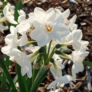 Daffodil Flower Bulbs - 5 Fragrant Perennial Mix for Spring Planting, Outdoor - Image 13