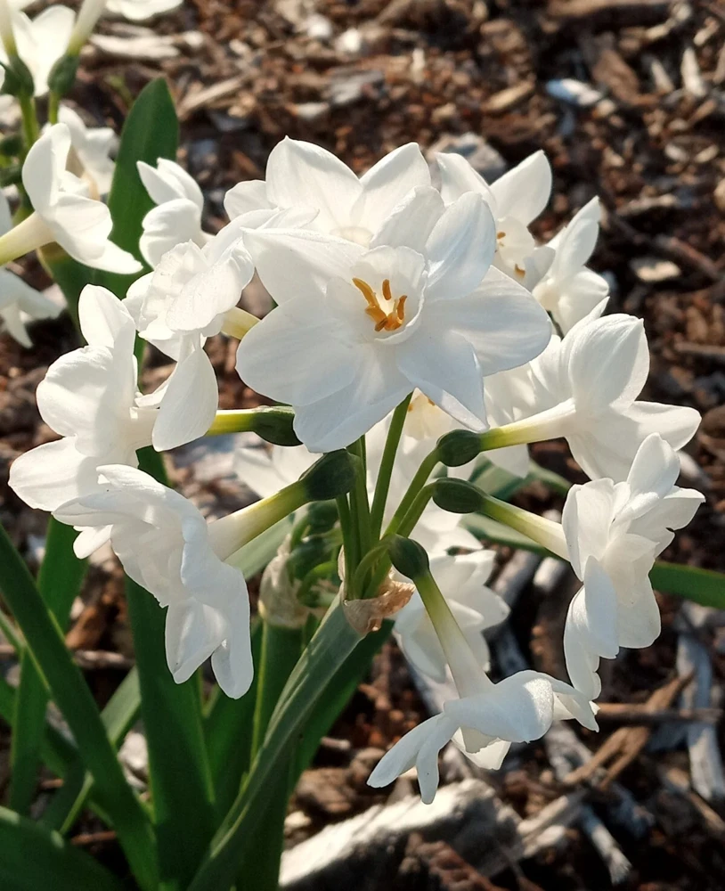 Daffodil Flower Bulbs - 5 Fragrant Perennial Mix for Spring Planting, Outdoor - Image 13
