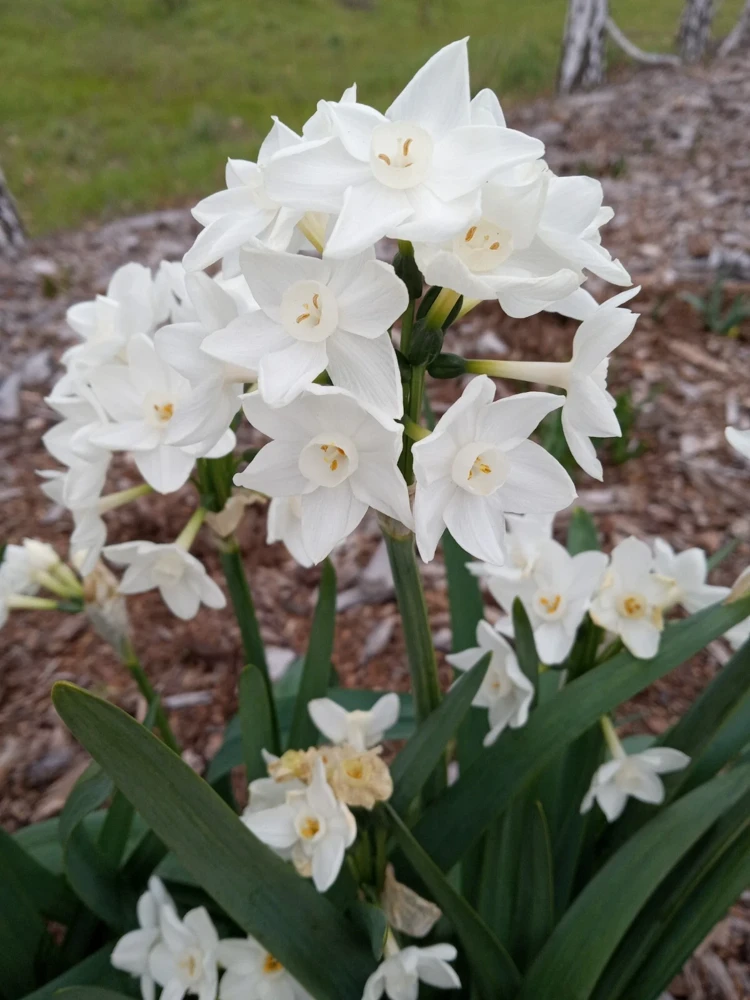 Daffodil Flower Bulbs - 5 Fragrant Perennial Mix for Spring Planting, Outdoor - Image 14