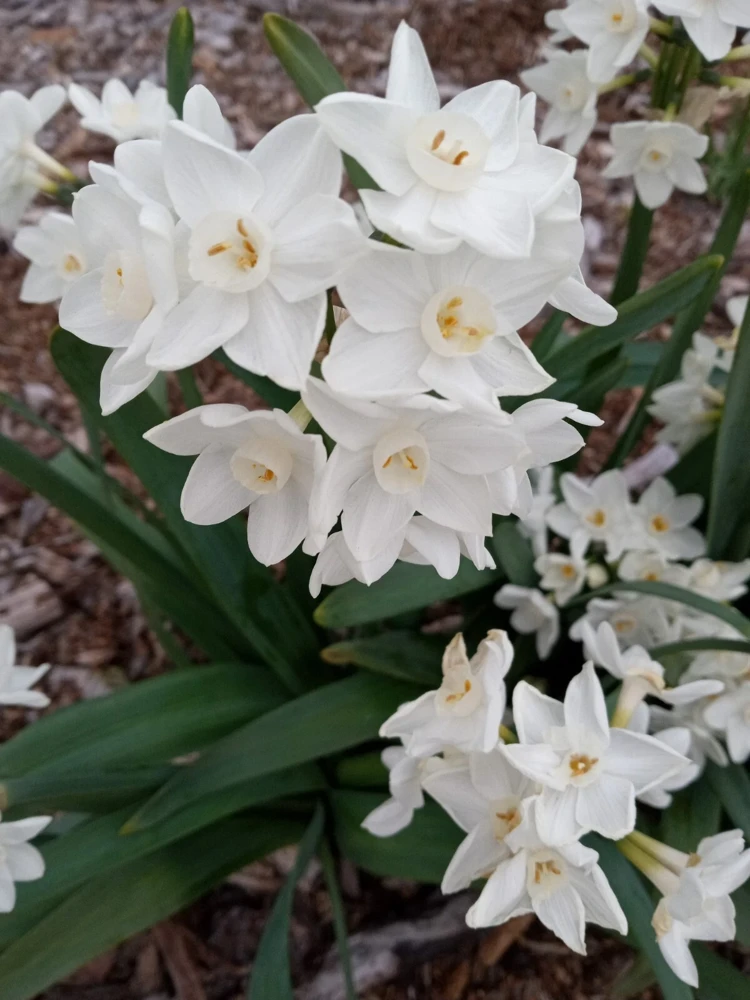 Daffodil Flower Bulbs - 5 Fragrant Perennial Mix for Spring Planting, Outdoor - Image 15