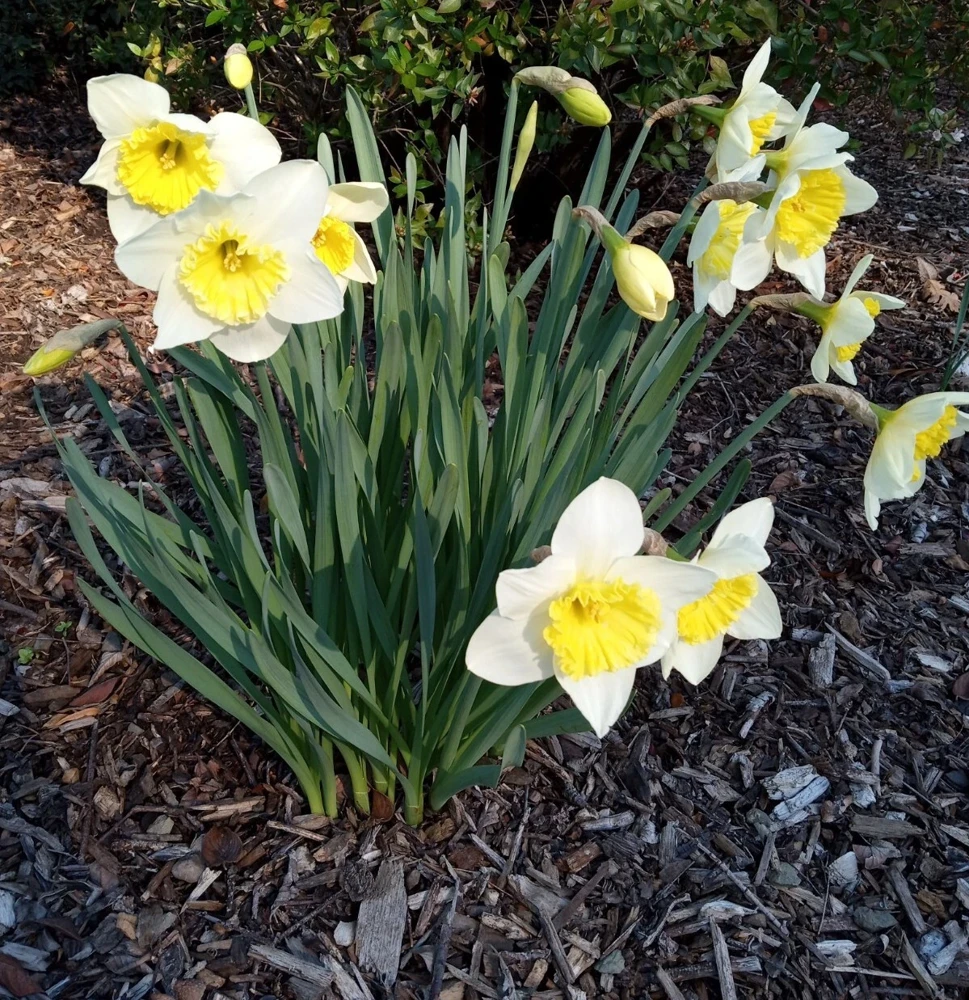 Daffodil Flower Bulbs - 5 Fragrant Perennial Mix for Spring Planting, Outdoor - Image 3