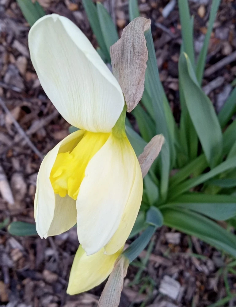 Daffodil Flower Bulbs - 5 Fragrant Perennial Mix for Spring Planting, Outdoor - Image 5