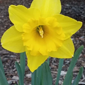 Daffodil Flower Bulbs - 5 Fragrant Perennial Mix for Spring Planting, Outdoor - Image 6