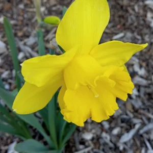 Daffodil Flower Bulbs - 5 Fragrant Perennial Mix for Spring Planting, Outdoor - Image 7