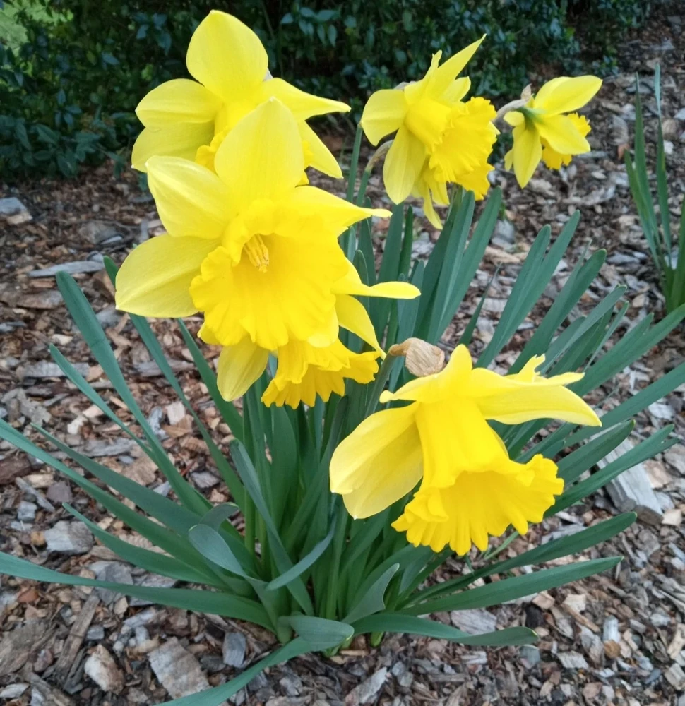 Daffodil Flower Bulbs - 5 Fragrant Perennial Mix for Spring Planting, Outdoor - Image 9