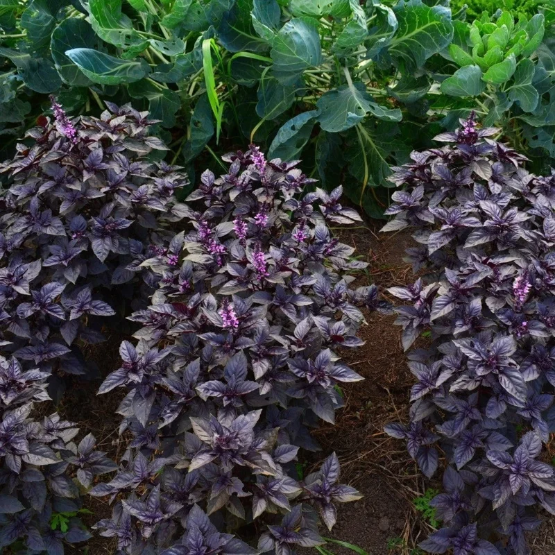 Dark Opal Purple Basil Live Plant – 5-inch Tall Potted Herb - Image 2