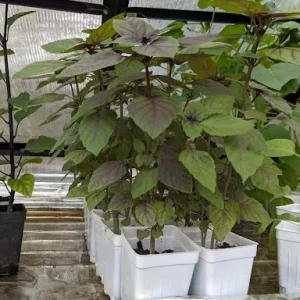 Dark Opal Purple Basil Live Plant – 5-inch Tall Potted Herb - Image 1