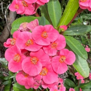 Dark Pink Euphorbia milii Live Plant – 4