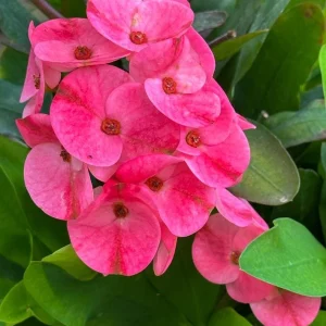Dark Pink Euphorbia milii Live Plant – 4