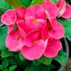 Dark Pink Euphorbia milii Live Plant – 4