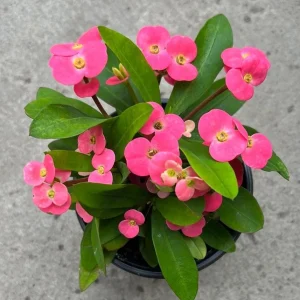 Dark Pink Euphorbia milii Live Plant – 4