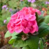 Dark Pink Euphorbia milii Live Plant – 4" Pot – Crown of Thorns Succulent - Image 1
