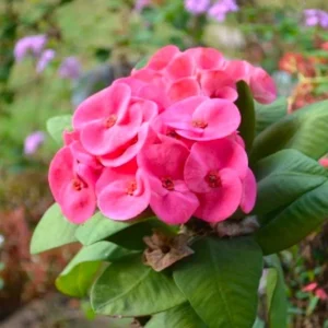 Dark Pink Euphorbia milii Live Plant – 4" Pot – Crown of Thorns Succulent - Image 1