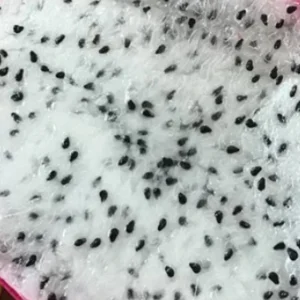 Dragon Fruit Cactus Cutting - 8