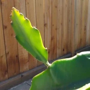 Dragon Fruit Cactus Cutting - 8