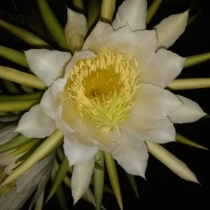 Dragon Fruit Cactus Cutting - 8