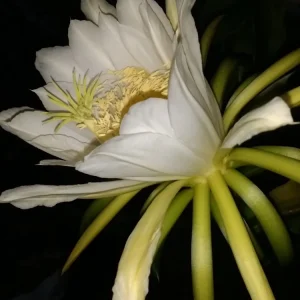 Dragon Fruit Cactus Cutting - 8